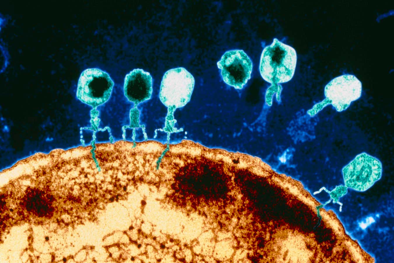 T-bacteriophages on E.coli. Coloured Transmission Electron Micrograph (TEM) of T-bacteriophage viruses attacking a bacterial cell of Escherichia coli. Seven virus particles are seen (blue), each with a head and a tail. Four of these are 