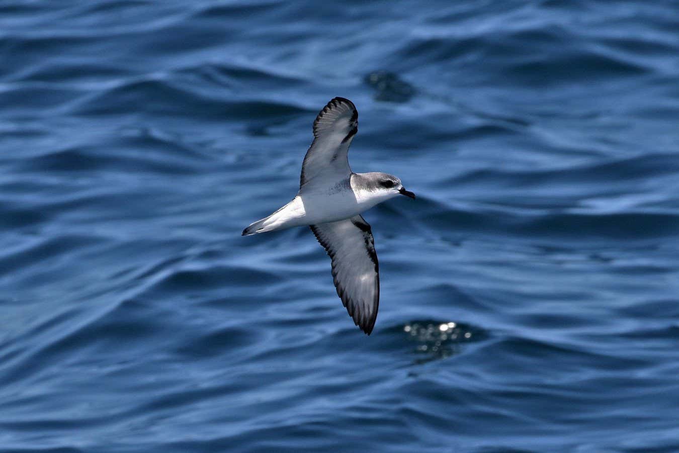 Cooks petrel