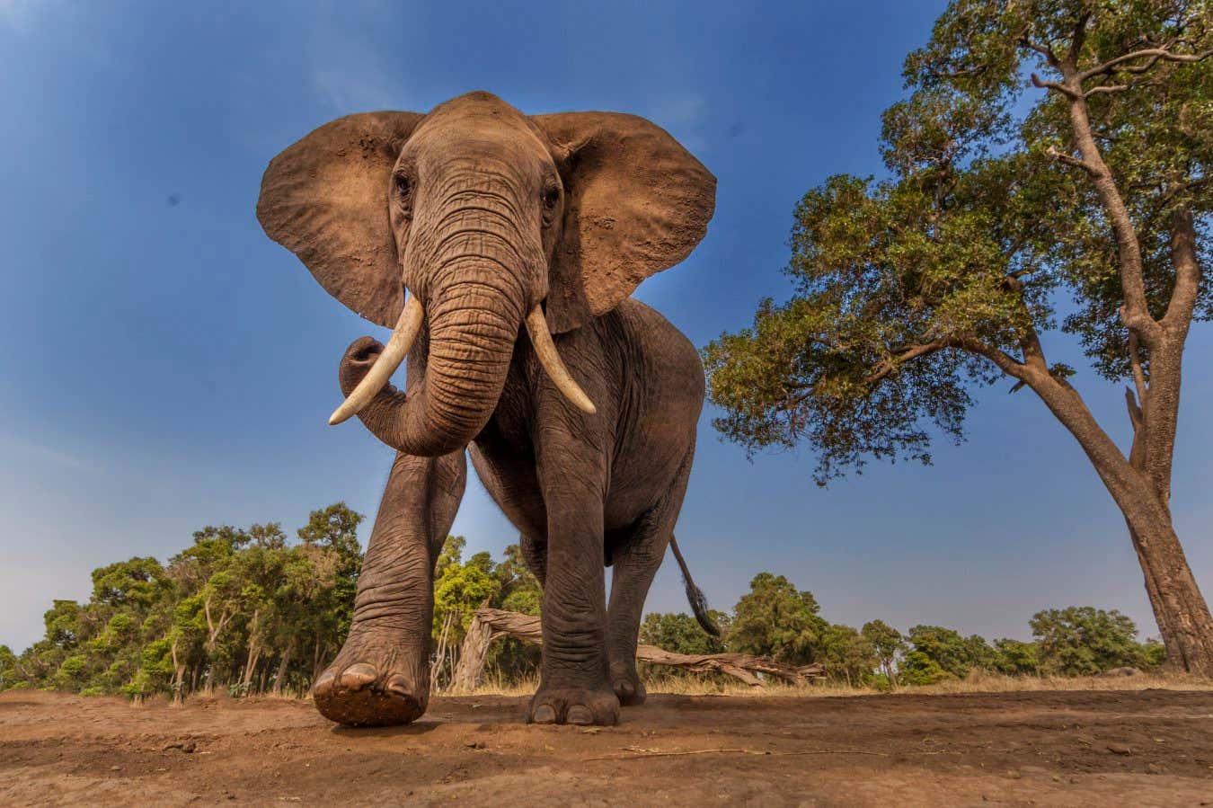 Afrcan Elephant on the move