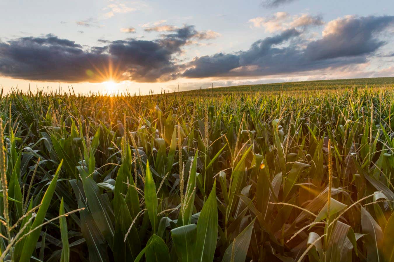 Breeding corn to boost yields has made it more vulnerable to heat