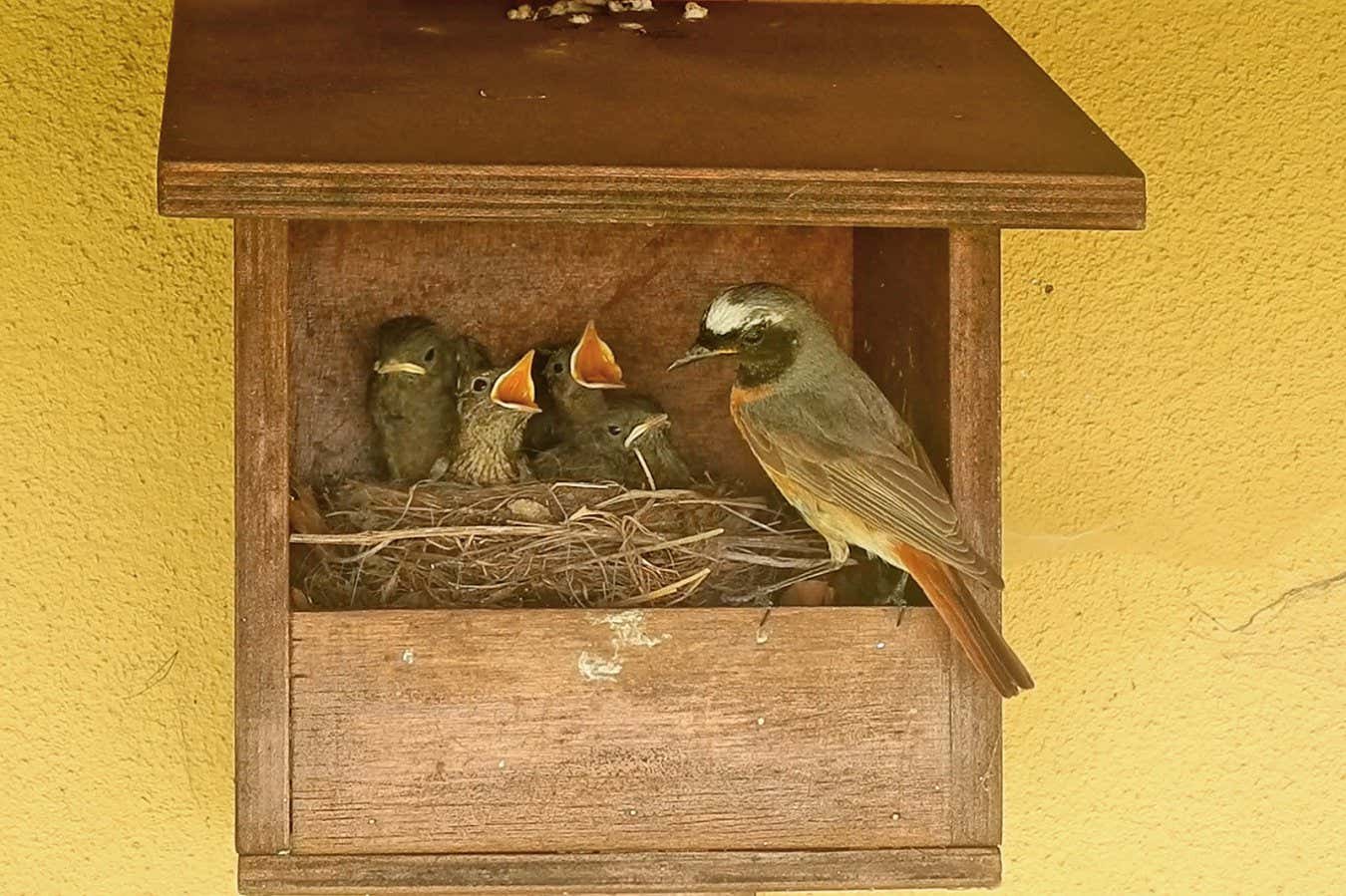 cooperative breeding in redstarts