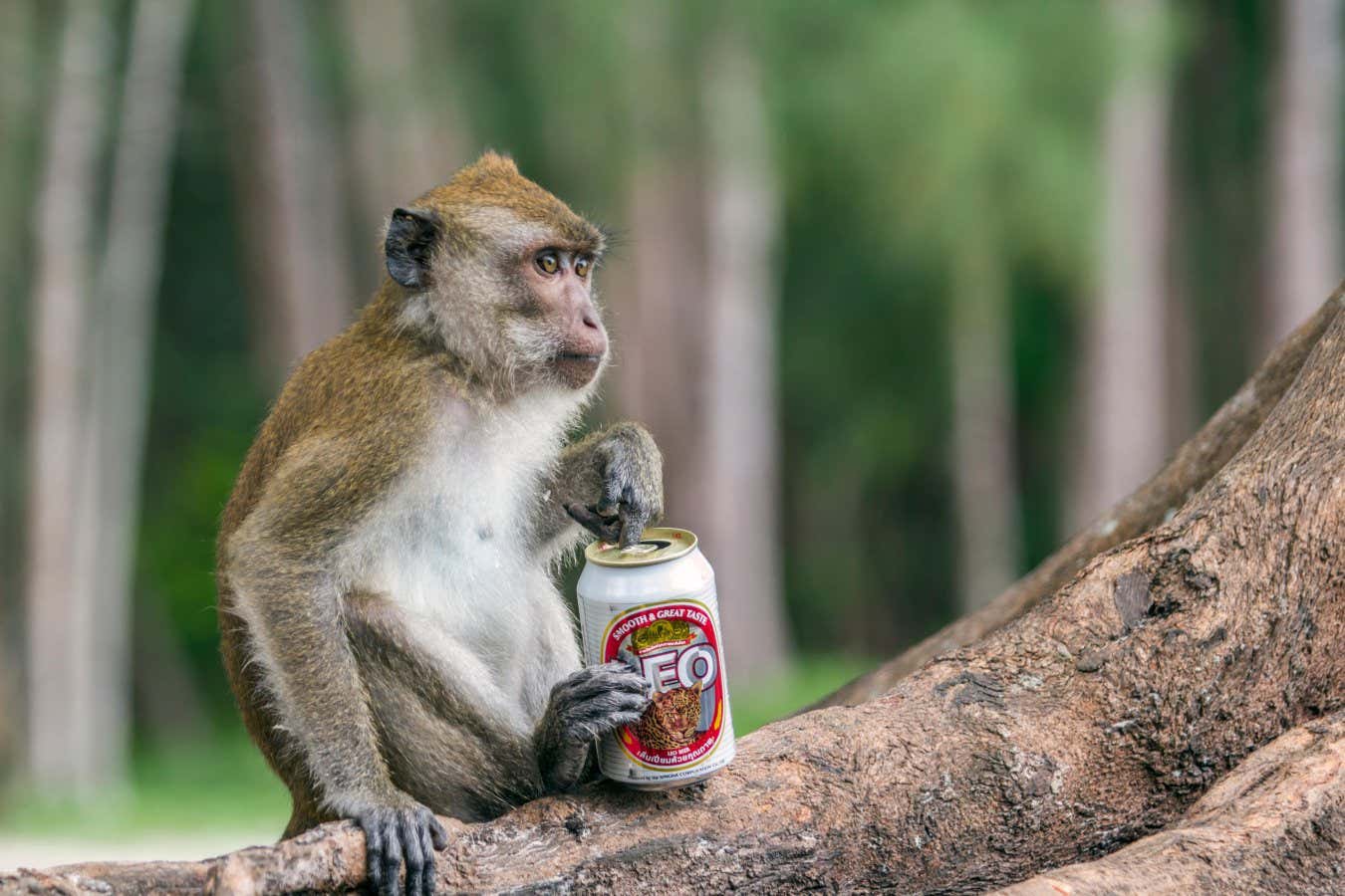 HDTNNH Crab-eating macaca in Thailand ; specie Macaca fascicularis family of Cercopithecidae
