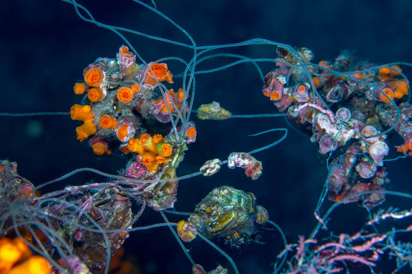 Fishing lines tangled to and breaking corals in Cape Verde