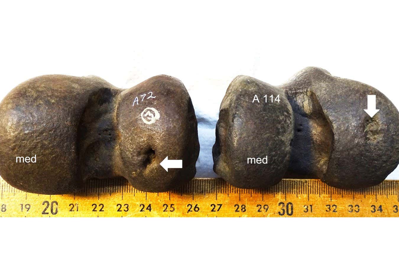 Subchondral defects in juvenile S. fatalis femoral joint surfaces of specimen LACMHC A72 and LACMHC A114, medium defect size, location lateral center, no secondary osteoarthritis. Notice the difference in depth of the defect.