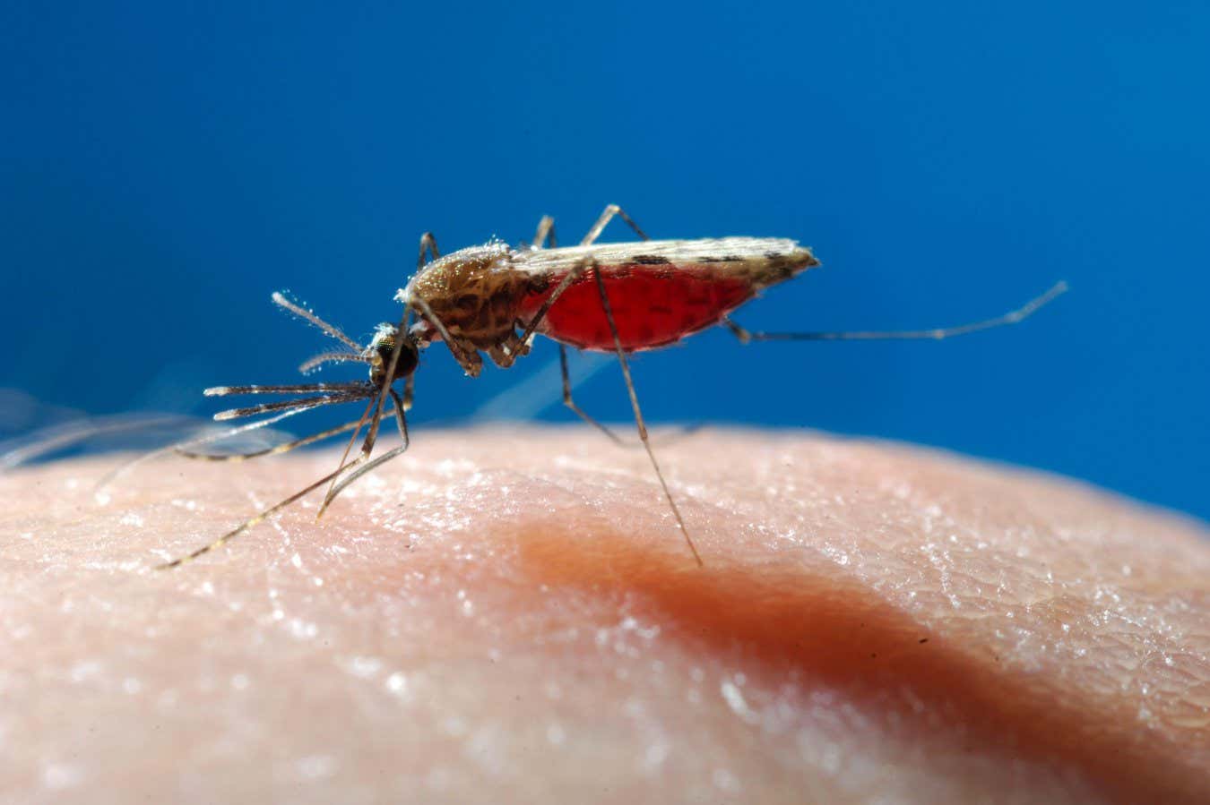 An Anopheles mosquito, which can transmit malaria parasites, including Plasmodium vivax