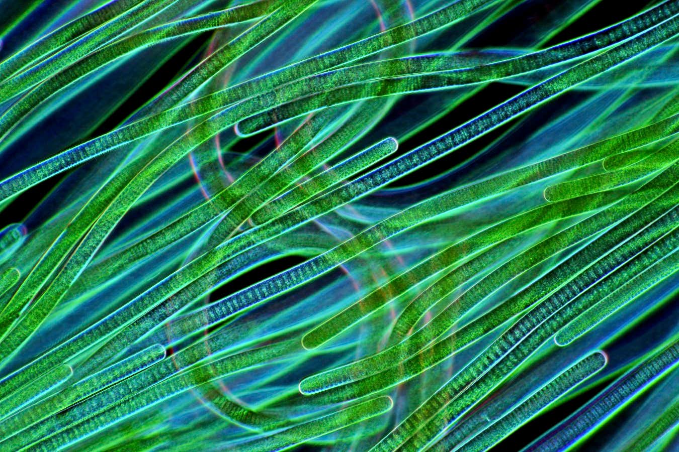 Oscillatoria cyanobacteria. Darkfield illuminated polarised light micrograph of filamentous colonies of Oscillatoria sp. cyanobacteria. Cyanobacteria are bacteria that obtain their energy through photosynthesis. Magnification: x200, when printed 10 centimetres wide.