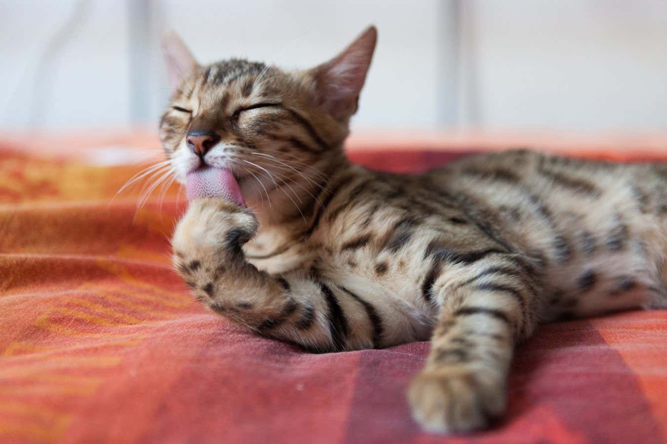 Bengal cat washing itself on bed; Shutterstock ID 1123136123; purchase_order: -; job: -; client: -; other: -