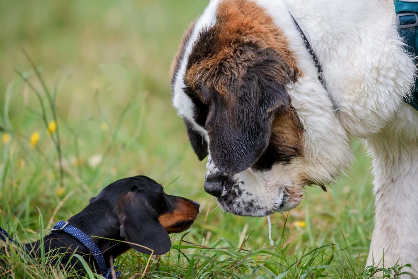Big dog meets small dog; Shutterstock ID 2045462630; purchase_order: -; job: -; client: -; other: -