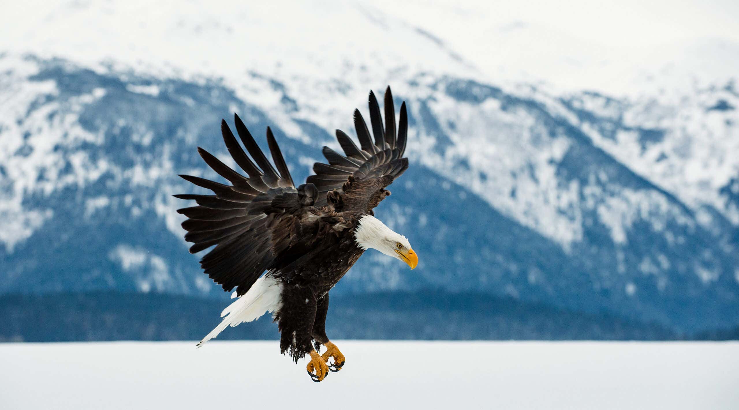 Flying bald eagle. Alaska, USA