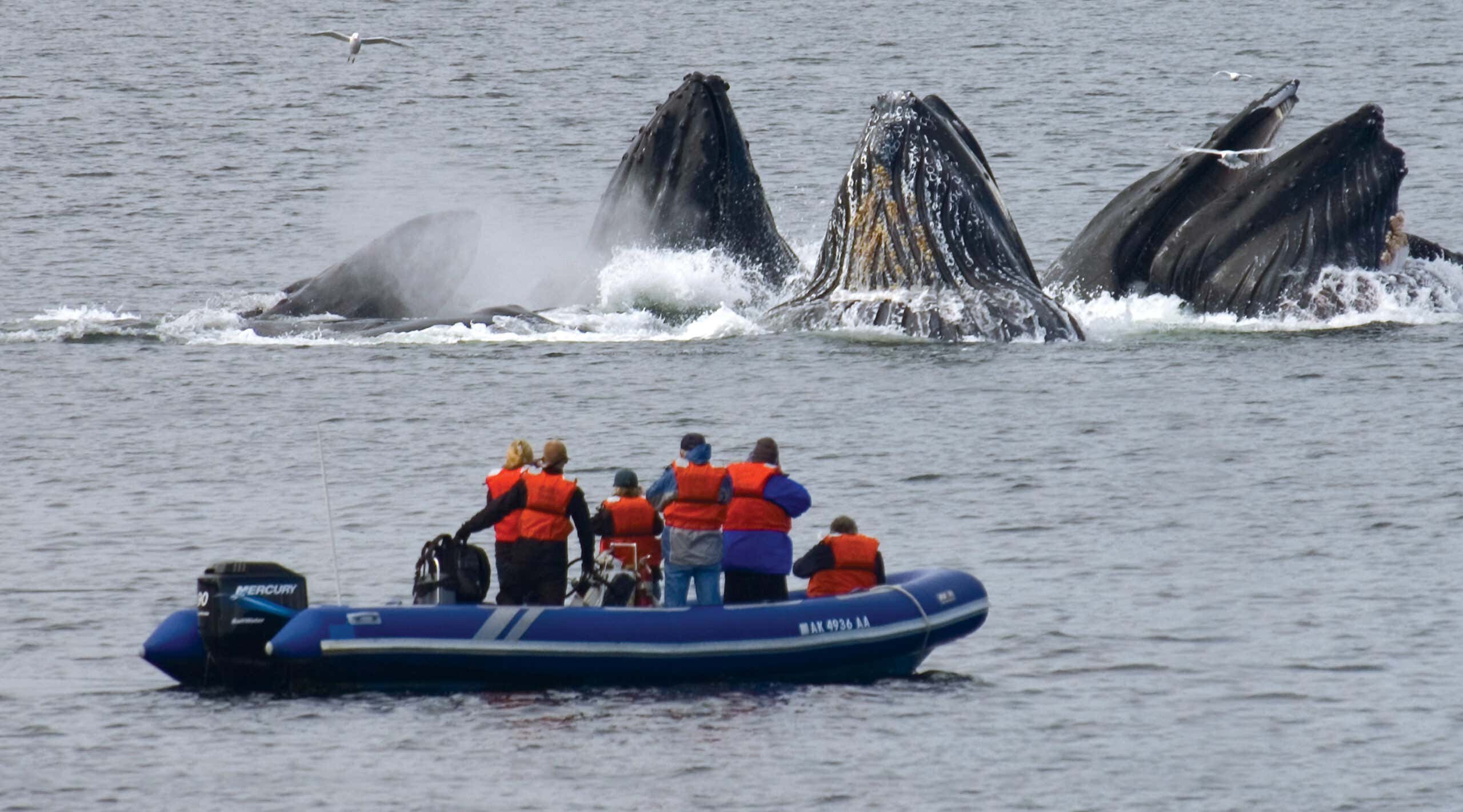 Bubble net feeding from zodiac, Alaska