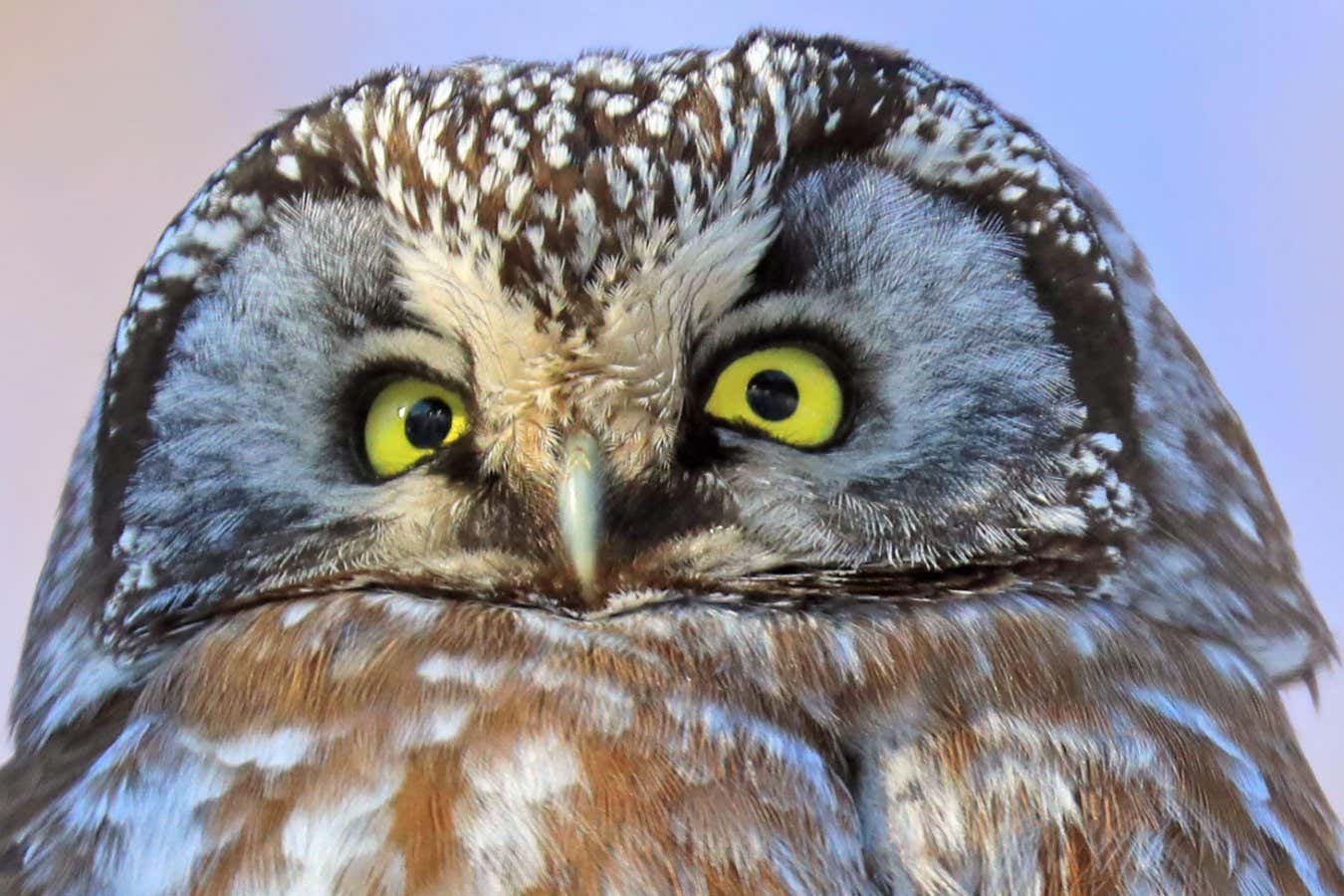 2E8T2P2 Portrait of Northern Saw-whet Owl, Quebec, Canada