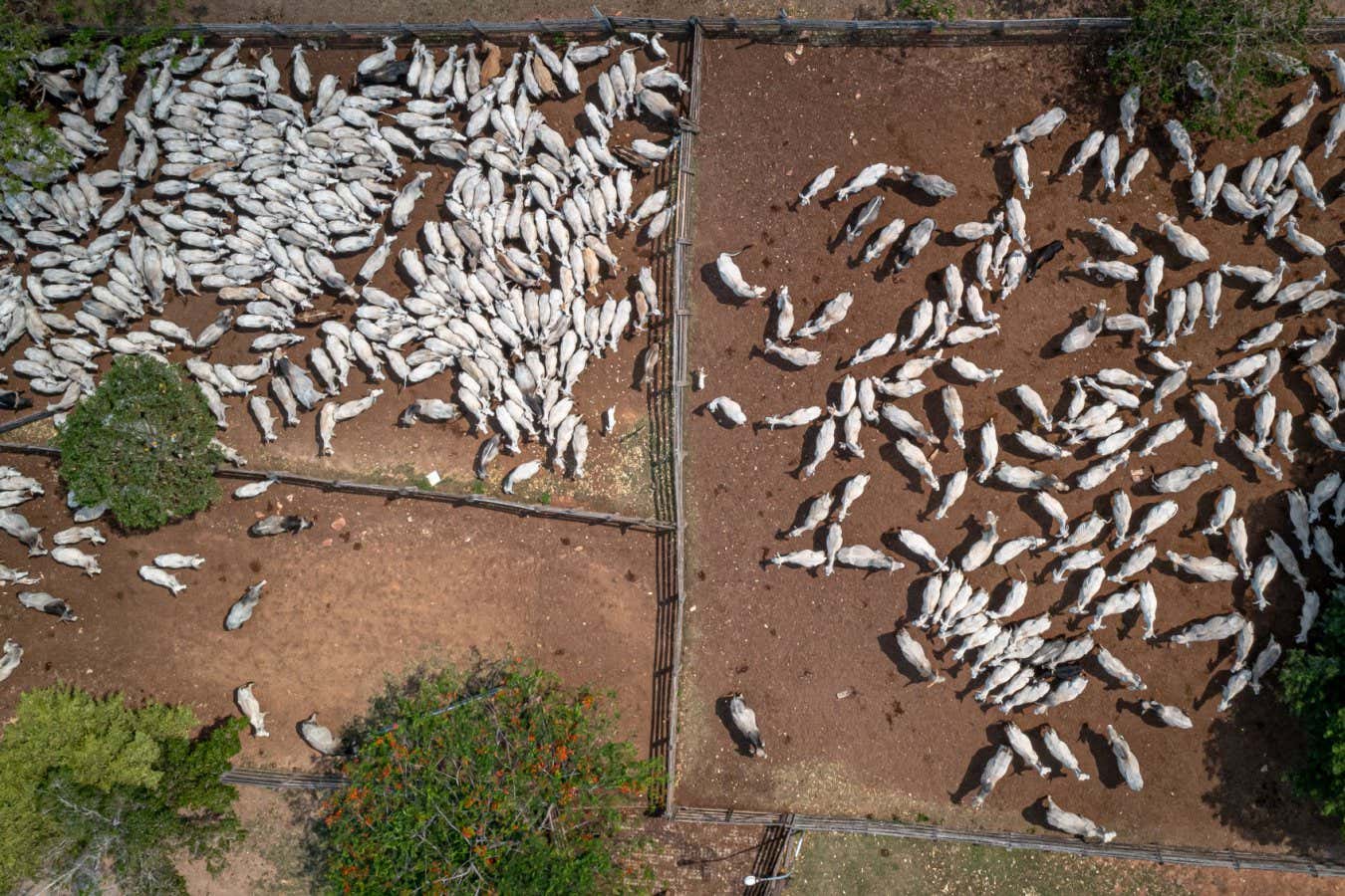View over Santa Anita cattle ranch close to Concepci??n. A part of the consistent national market, Bolivia exports meat to China. By 2025, the government plans to increase the number of cattle from ten to more than 22 million animals ??? two cattle per capita. More cattle means more fires, less forest and water, land degradation, biodiversity decline, and other climate change-related problems. Concepcion, Bolivia 2022