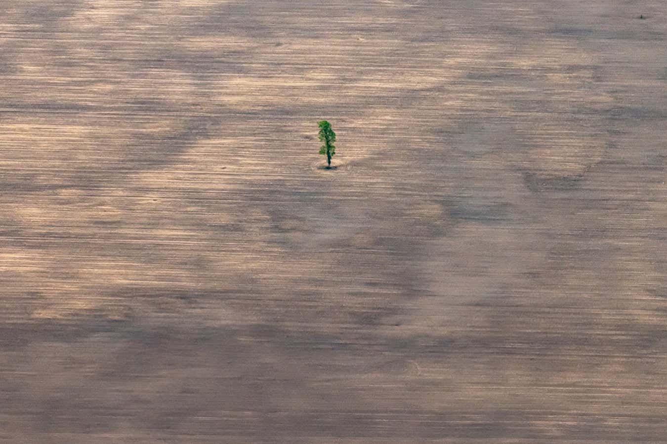 View on deforested land in the northeast of department Santa Cruz, where a single tree is left. After Brazil and DR Congo, Bolivia has the third highest deforestation rate of primary tropical forests.??From 1976 to 2021, it lost 8,6 million hectares, fourteen percent of its forests according to Fundacion Amigos de la Naturaleza NGO. This is??an area as big as the size of Austria. The country ranks 12th among all countries in biodiversity, but it's rapidly losing its animal and plant species.?? Santa Cruz de la Sierra, Bolivia 2022