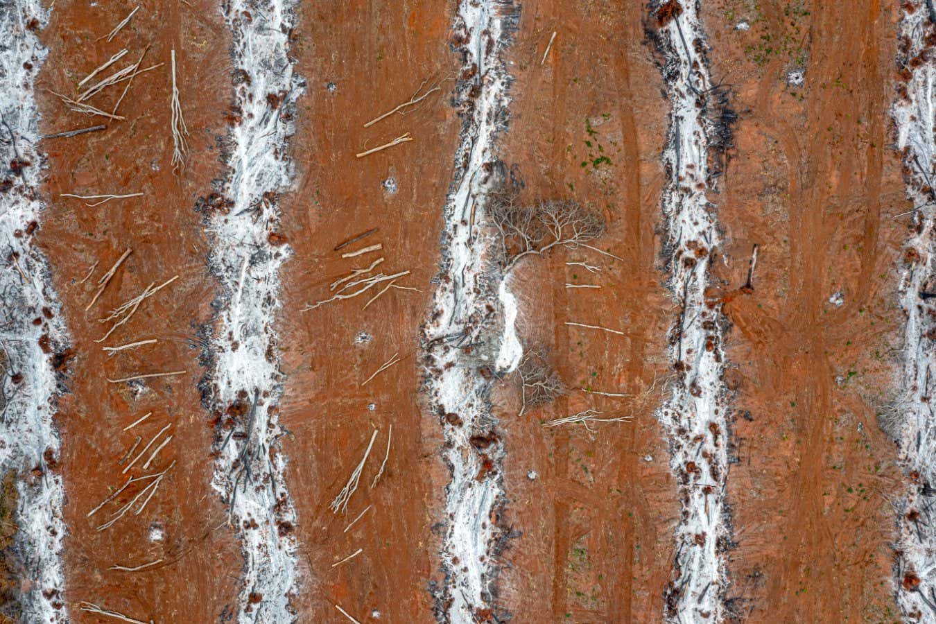View over lines of burned forest, cleared by the new community of interculturales in the department of San Rafael. The three main deforestation factors are domestic and foreign companies, especially Brazilian ones, immigrants from the highlands of Bolivia who are granted land by the government (campesinos interculturales), and Mennonites ??? an ultraconservative Christian church communities. San Rafael, Bolivia 2022