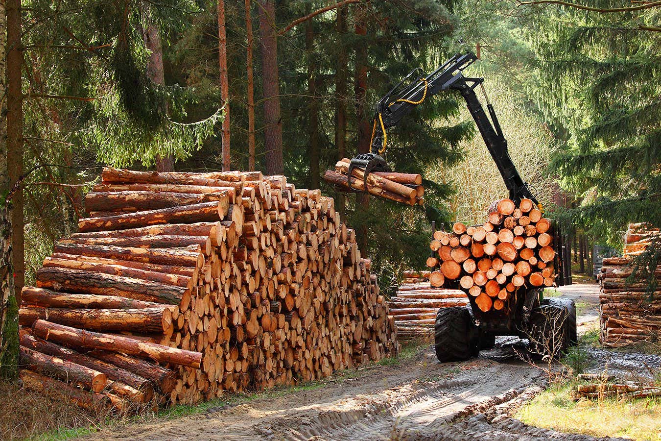 Wood can be turned into sturdy replacements for steel and concrete