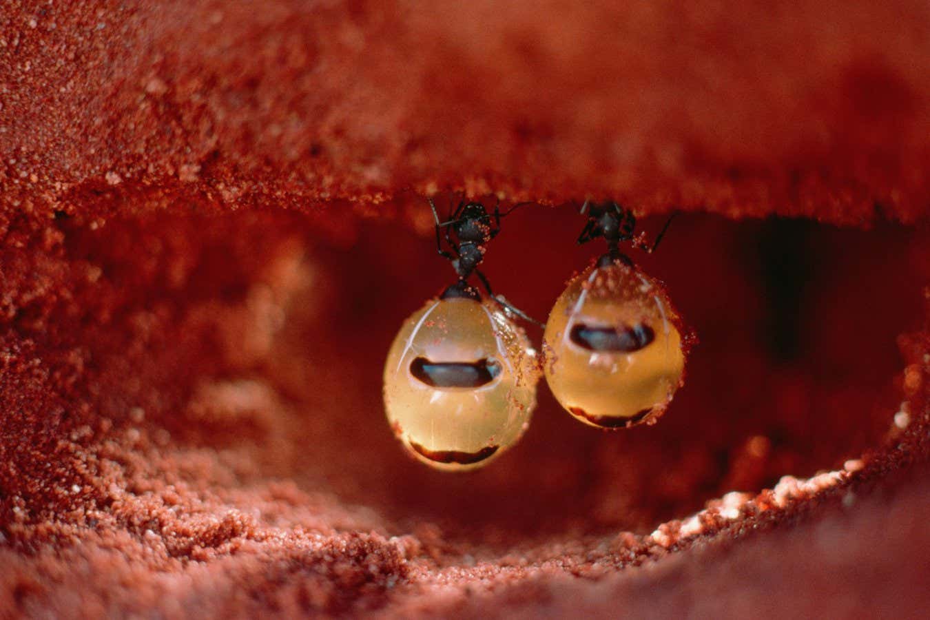 Honeypot ants (Camponotus inflatus) hanging from the ceiling of a nest, engorged with nectar
