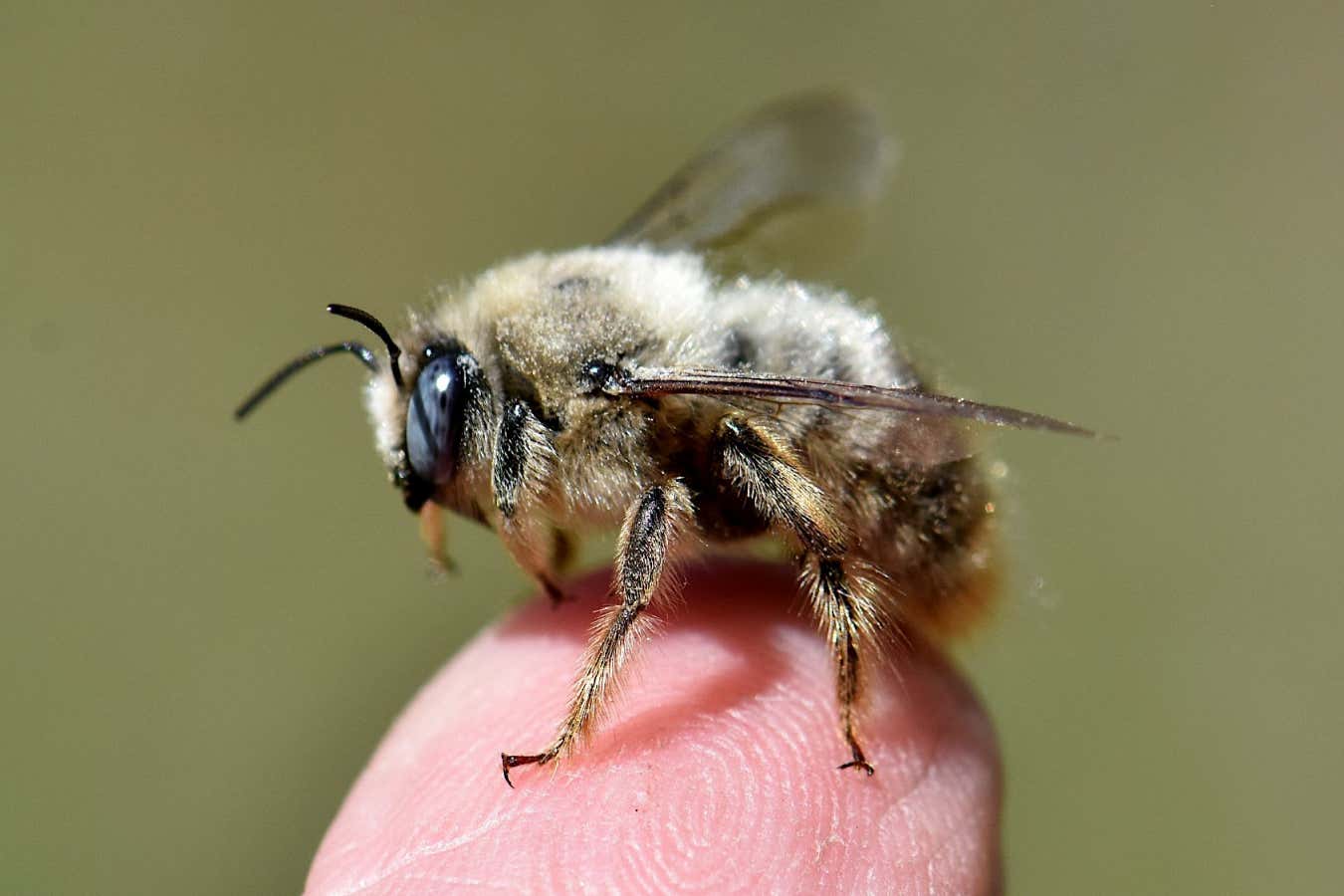 Wild bees are rapidly shrinking due to global warming
