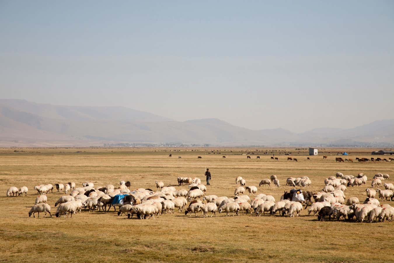 Origin of Indo-European languages traced back to 8000 years ago