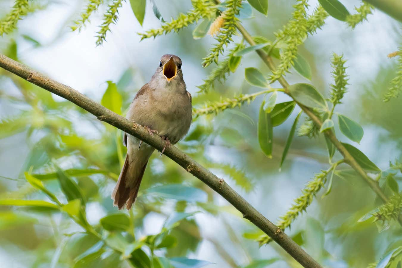 Nightingales match the pitch of their rivals in singing duels