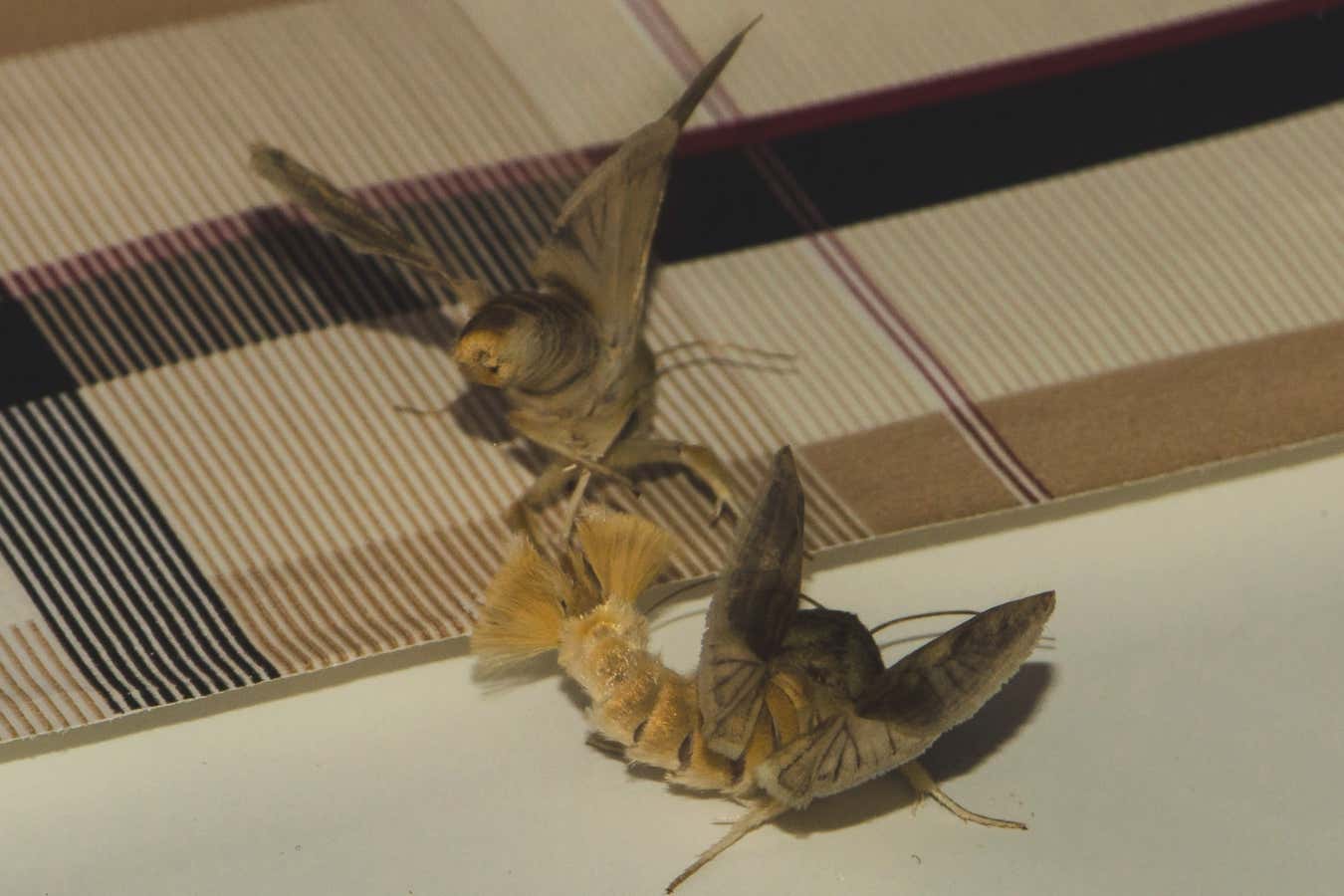 Male moths make their own perfume from flowers to attract females