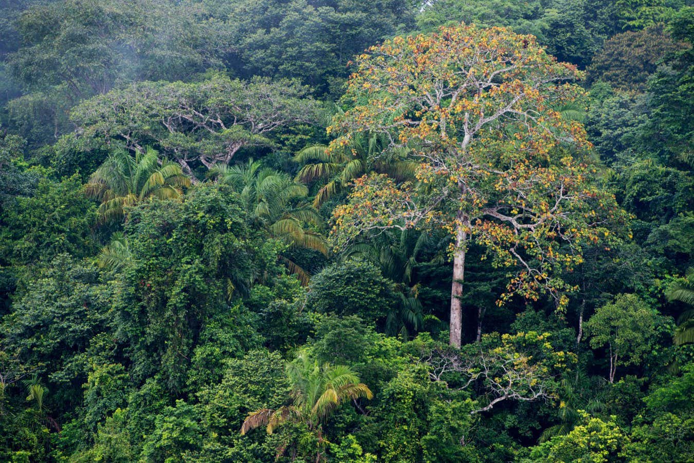 A rainforest along Lake Gutan on Barro Colorado Island in Panama