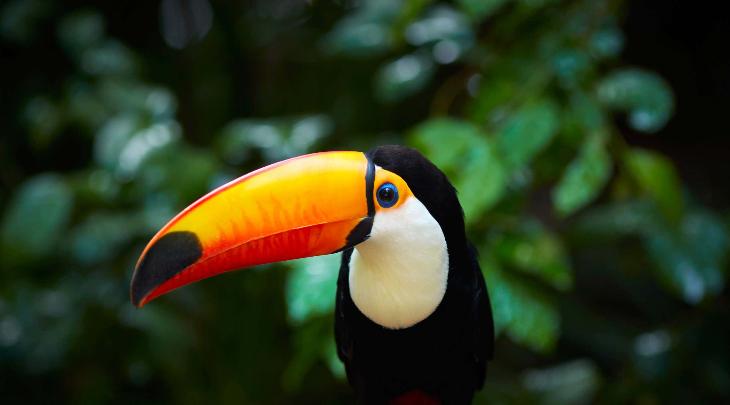 Toucan on the branch in tropical forest of Brazil