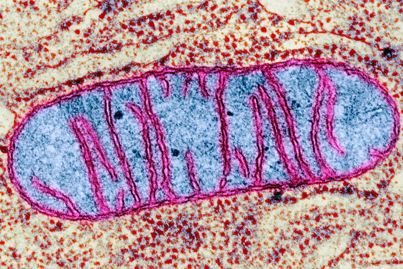 A mitochondrion