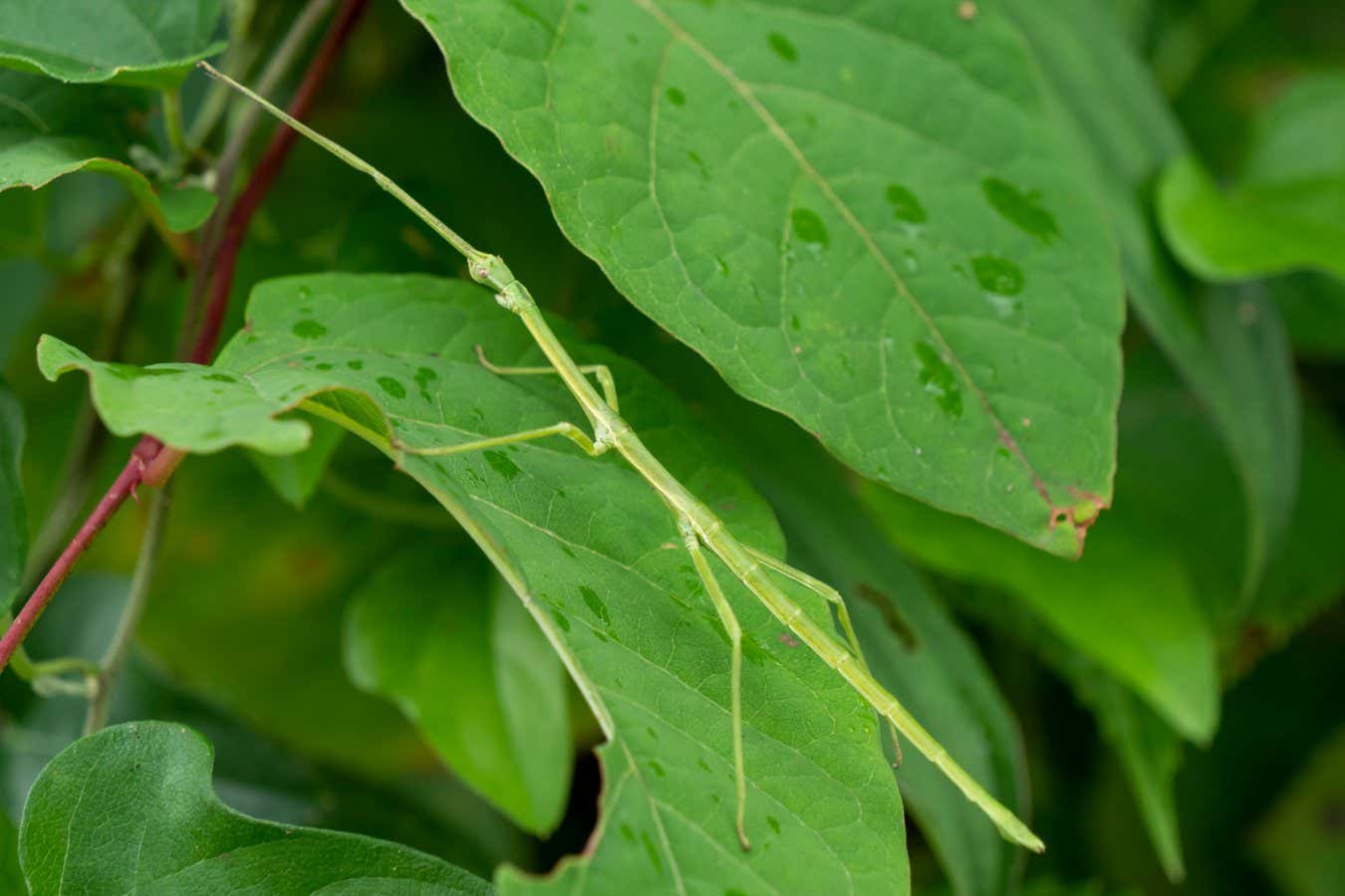 Japanese stick insect Ramulus mikado