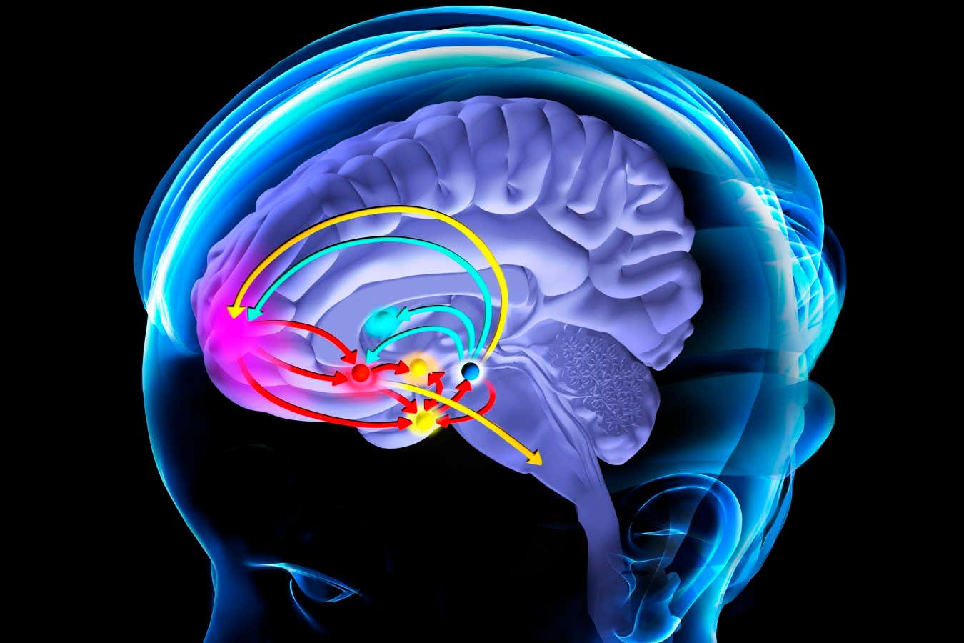 The reward pathway in the brain, which is initiated in response to a stimulus, such as alcohol. The stimulus (upper orange arrow) triggers the release of dopamine (blue arrows) by the ventral tegmental area (dark blue sphere). The dopamine travels to a number of different areas of the brain that then release dopamine (red arrows). These areas include the nucleus accumbens (red sphere), which initiates motor outputs (lower orange arrow) to sustain the pleasurable stimulus, the prefrontal cortex (pink), which shifts focus and planning towards the stimulus, and the amygdala, which is involved in emotions. The hypothalamus (orange sphere) is involved in coordinating the response by secreting hormones that control bodily functions