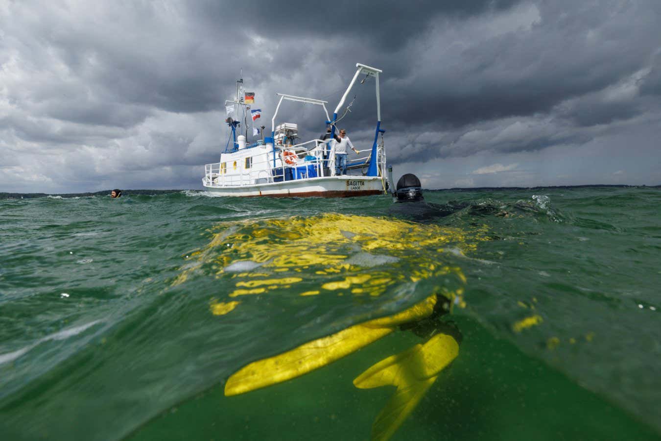 A marine scientist for GEOMAR snorkels back to the boat after collecting flowering seagrass to harvest the seeds, in Laboe, Germany, July 17, 2023. Europe alone lost one third of its seagrass areas between the 1860s and 2016, one 2019 study found, releasing carbon into the atmosphere and speeding up global warming. While there are other initiatives to restore the plants worldwide, the SeaStore Seagrass Restoration Project in Kiel, run by the GEOMAR Helmholtz Centre for Ocean Research is one of the first that aims to enable citizens to do so autonomously. REUTERS/Lisi Niesner SEARCH "NIESNER SEAGRASS" FOR THIS STORY. SEARCH "WIDER IMAGE" FOR ALL STORIES - RC2Y42AEN293