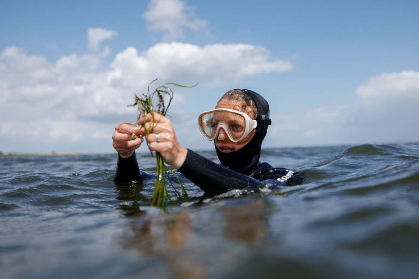Angela Stevenson, 39, a marine scientist for GEOMAR, holds a bundle of seagrass shoots during a two-day citizen diver course in Maasholm, Northern Germany, July 2, 2023. The citizen diver course is part of the SeaStore Seagrass Restoration Project at GEOMAR and is one of the first initiatives to teach and enable citizens to restore seagrass autonomously. Stevenson guided the citizen divers to plant 2,500 shoots during the weekend.