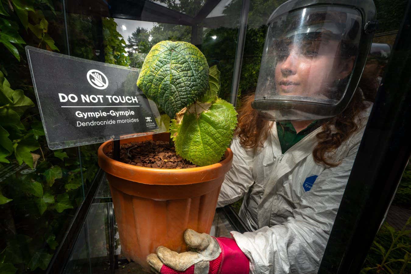 4th July 2024 The Alnwick Garden, Alnwick, Northumberland, England, UK. Image shows gardeners Amy Thorp and Joe Savage unveiling the Gympie Gympie plant in the Poison Garden at The Alnwick Garden. The boundaries of the Poison Garden are kept behind black iron gates, only open on guided tours. A combination of dark, ivy-covered tunnels and flame-shaped beds creates an educational garden full of interest and intrigue, where the most dangerous plants are kept within giant cages. Visitors can learn about the poisonous plants but are strictly prohibited from touching them. Info from press release The most venomous of all plants arrives at Alnwick???s Poison Garden The Alnwick Garden???s award-winning Poison Garden is unveiling a stinger of a new addition this week with its home grown native Australian plant, Gympie Gympie. Also known as the ???Australian stinging tree???, the nettle-like shrub is known as the world???s most venomous plant and is said to be capable of delivering a sting similarly to being burnt with hot acid and electrocuted at the same time. The plant is the latest to grow in the small but deadly Poison Garden at The Alnwick Garden which hosts around 100 toxic, intoxicating and narcotic plants including Laburnum, Atropa, Belladonna, Opium Poppy and Marijuana. Picture Phil Wilkinson / The Alnwick Garden