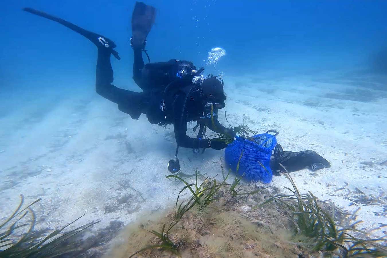 Planting seagrass in Sardinia