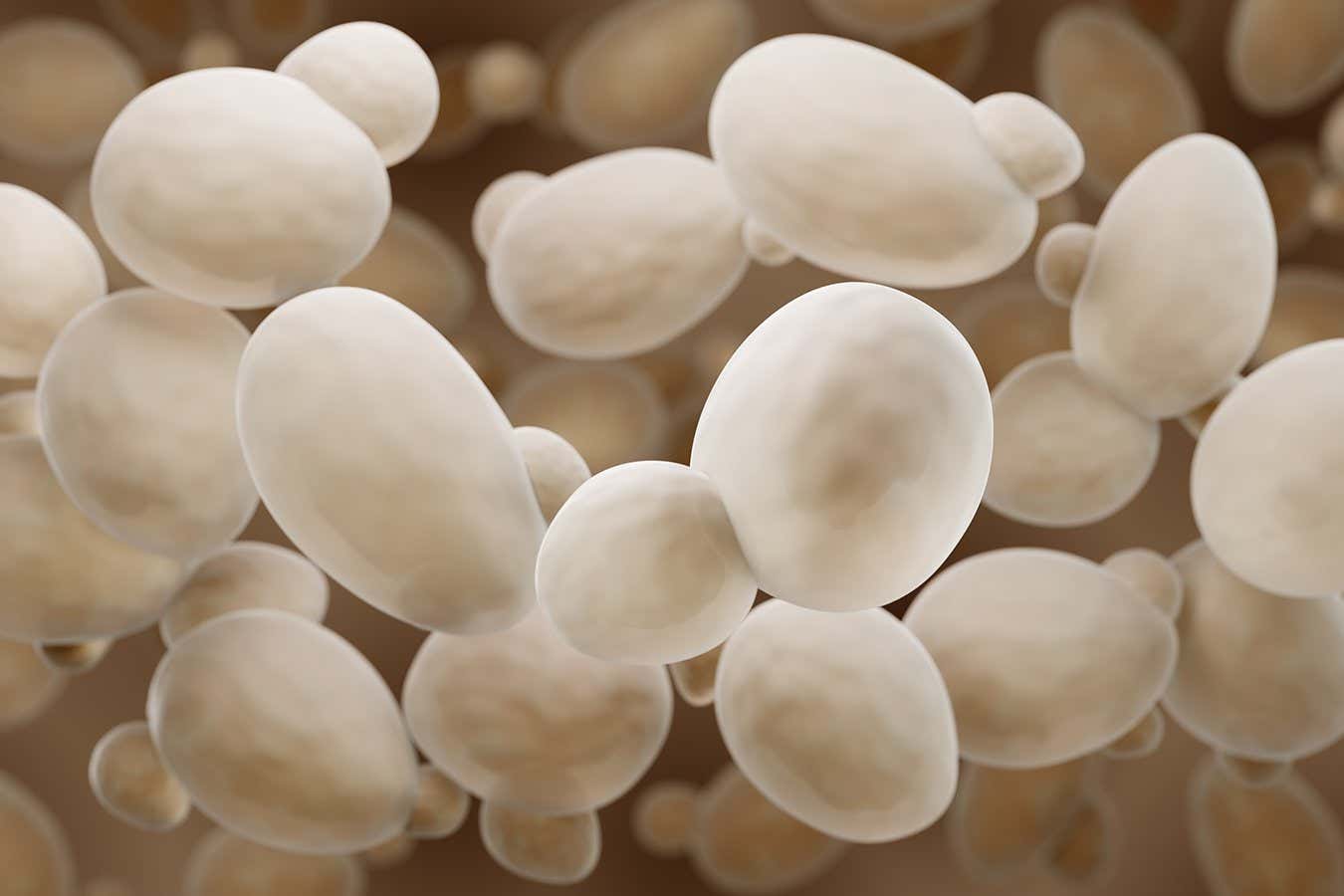 Yeast - Saccharomyces cerevisiae