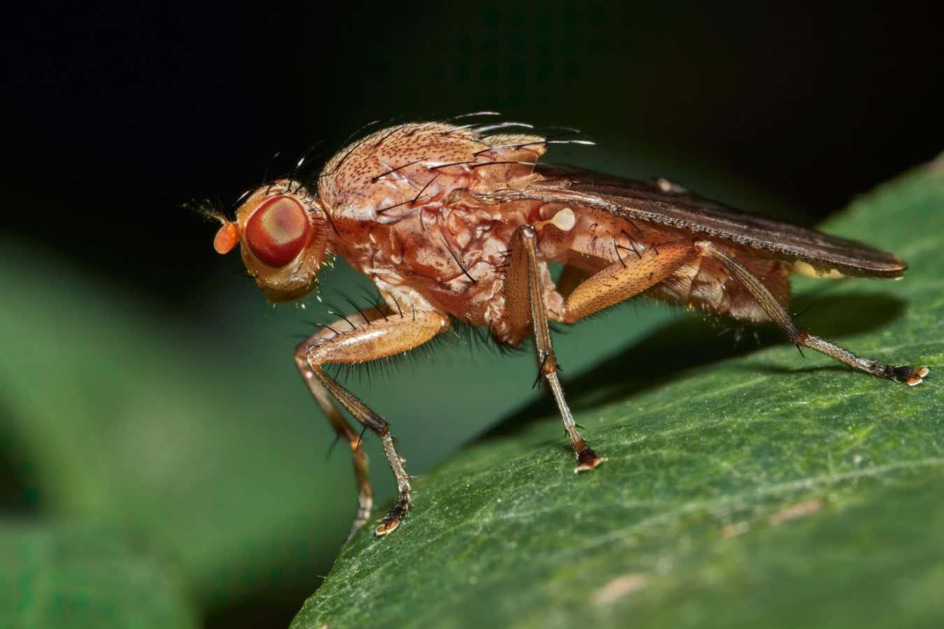 2JHH3RR Drosophila Melanogaster male fruit fly on a green leaf