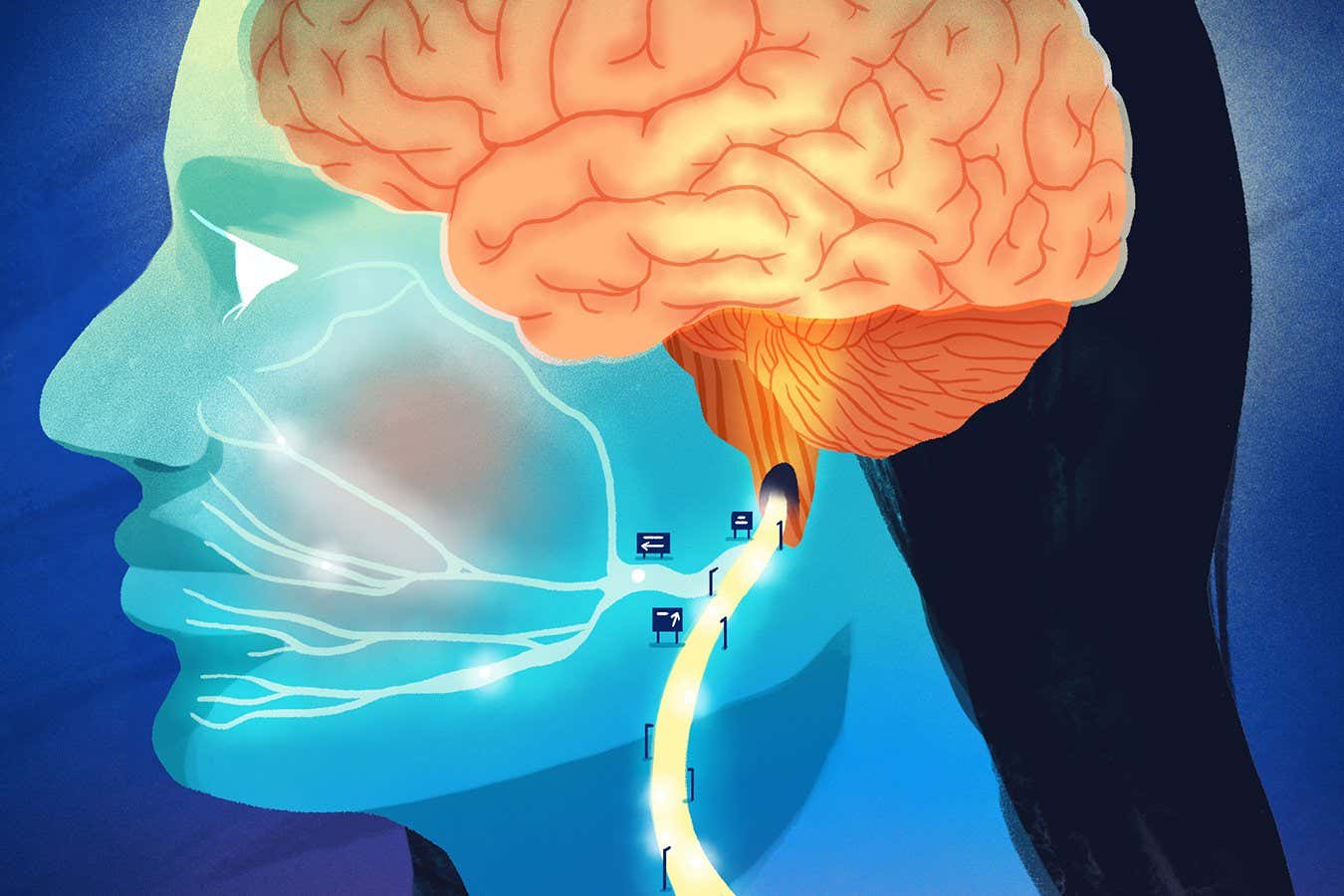 Unravelling the secrets of the vagus nerve will revolutionise medicine