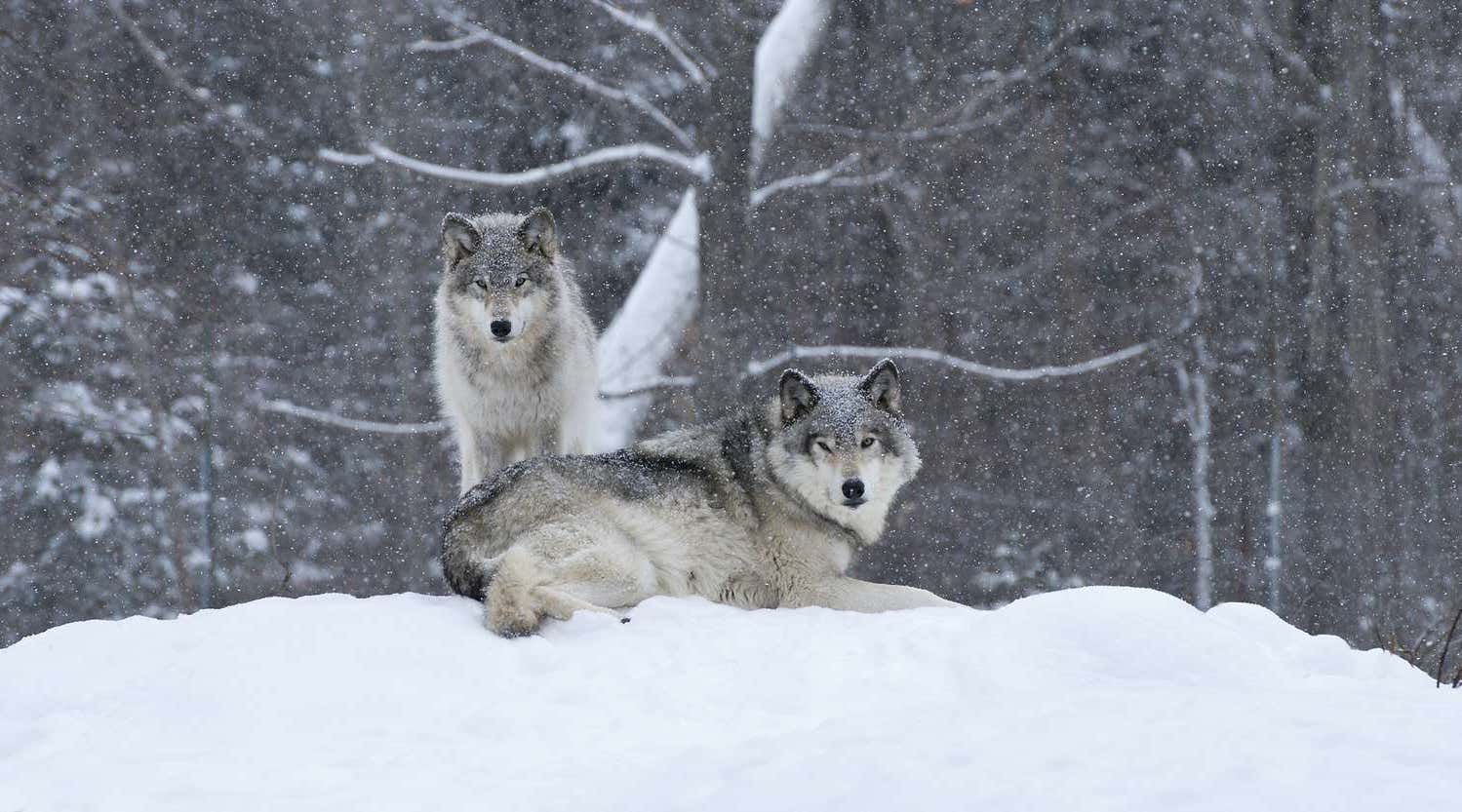 Two wolves looking into distance in snowy wilderness, Yellowstone National park in winter, USA
