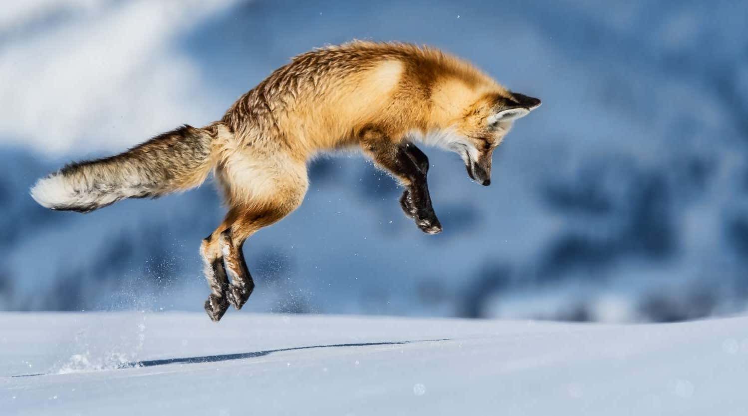 Fox diving for food in snowy wilderness, Yellowstone National park in winter, USA