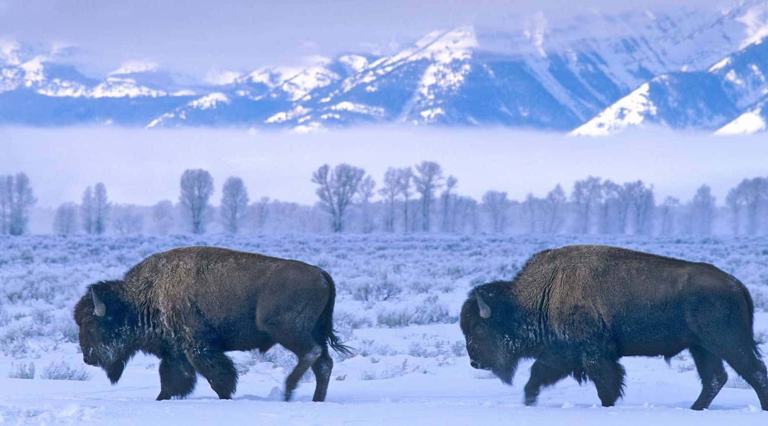 Bison in snowy wilderness, Yellowstone National park in winter, USA