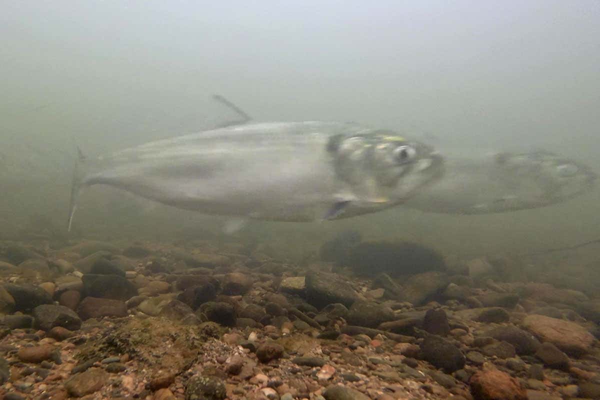 Shad Twaite in the river Severn