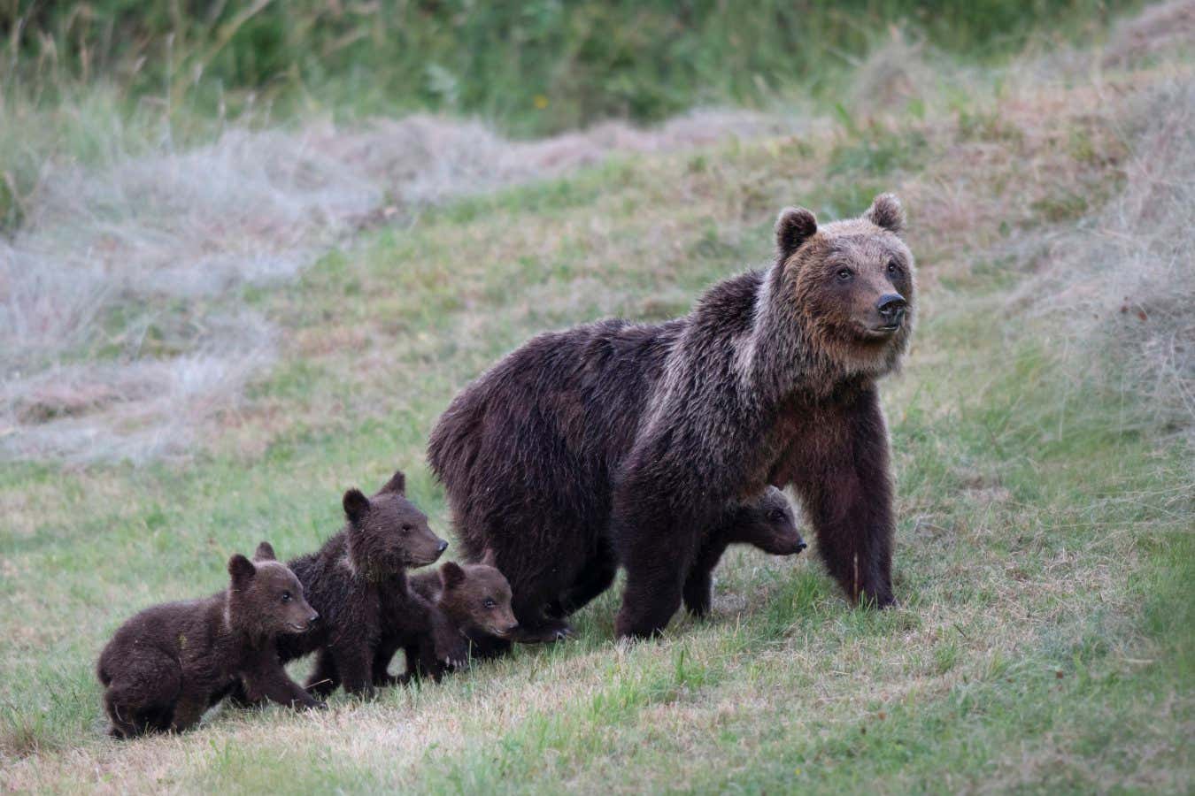 Killing of rare Italian bear raises fears for future of its subspecies