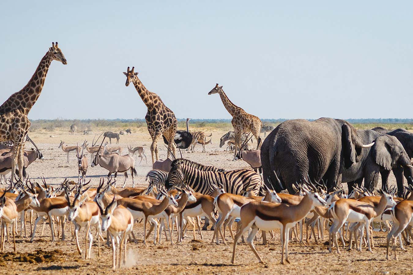 Different animals experience the world differently