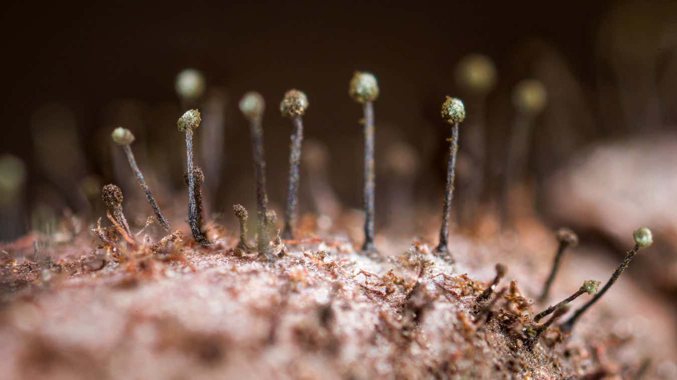 New Scientist. Science news and long reads from expert journalists, covering developments in science, technology, health and the environment on the website and the magazine.