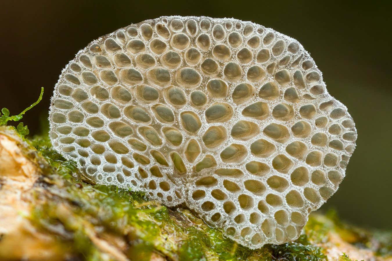 Favolaschia sp. Reserva Los Cedros, Cotacachi, Ecuador https://www.inaturalist.org/observations/136406957