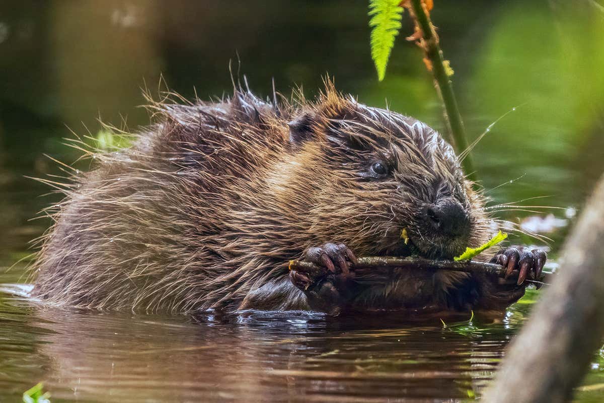 Beaver chewing on tree bark