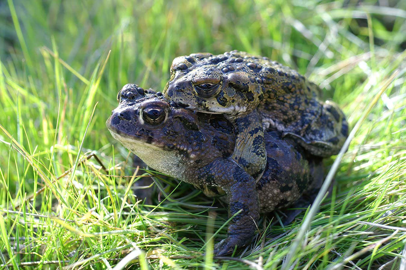 Western Toads mating