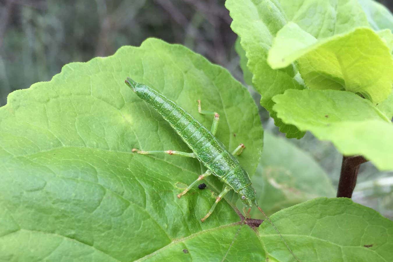 Timema monikense Vickery & Sandoval 1998./ Santa Monica Mountains National Recreation Area.