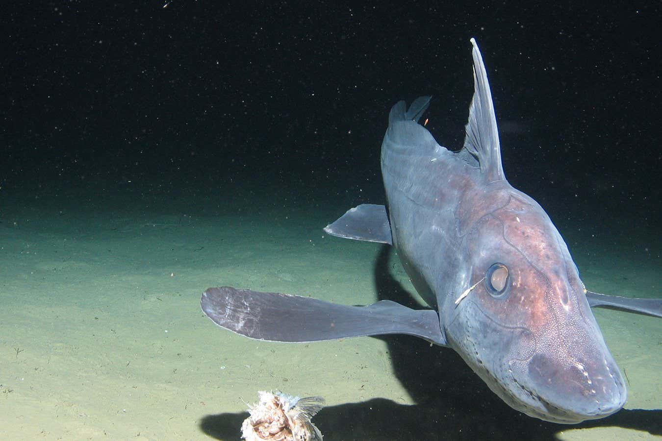 A chimaera fish