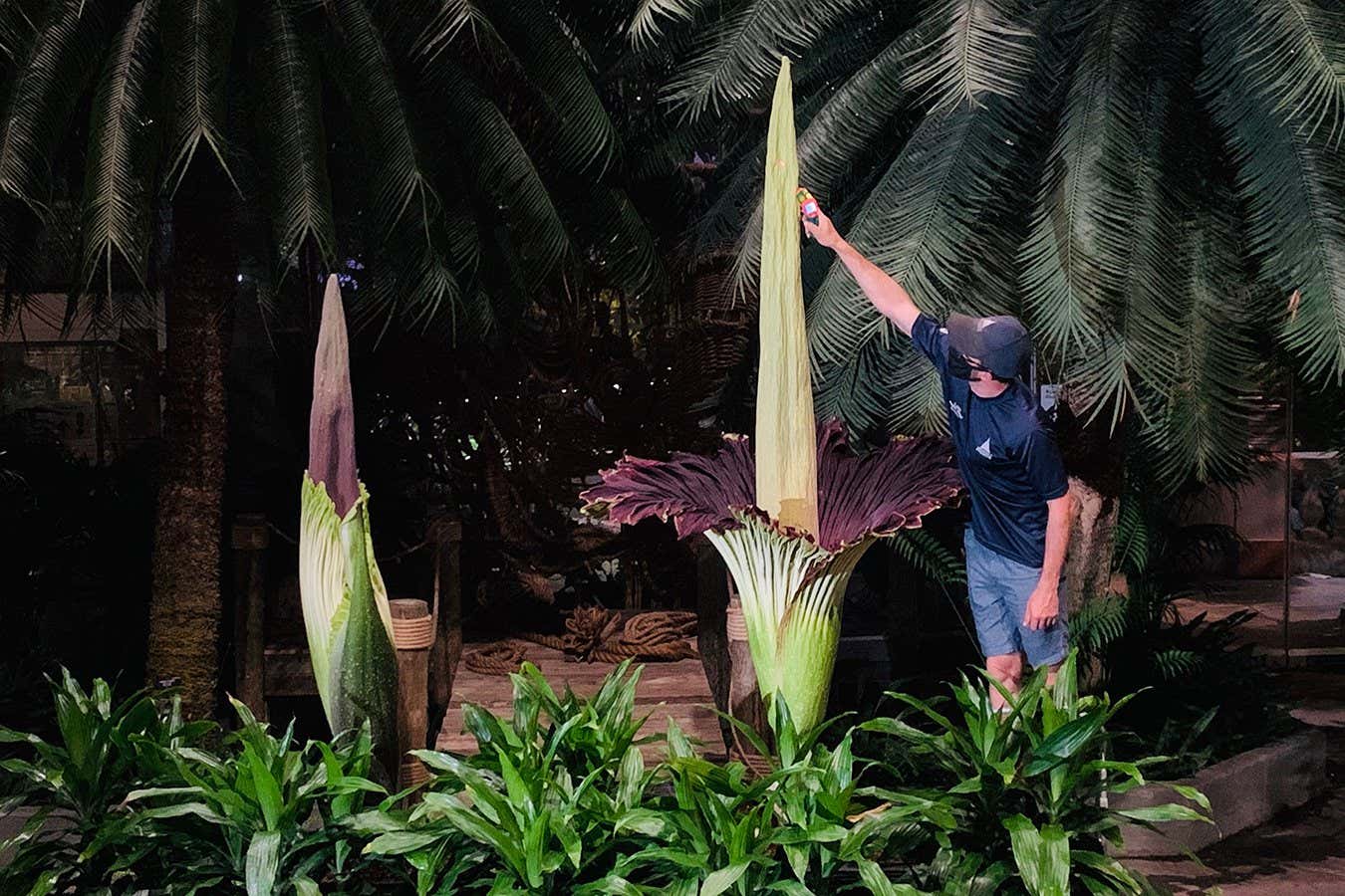 Steve Jones at the US Botanic Garden with a bloom (Devin Dotson/US Botanic Garden)