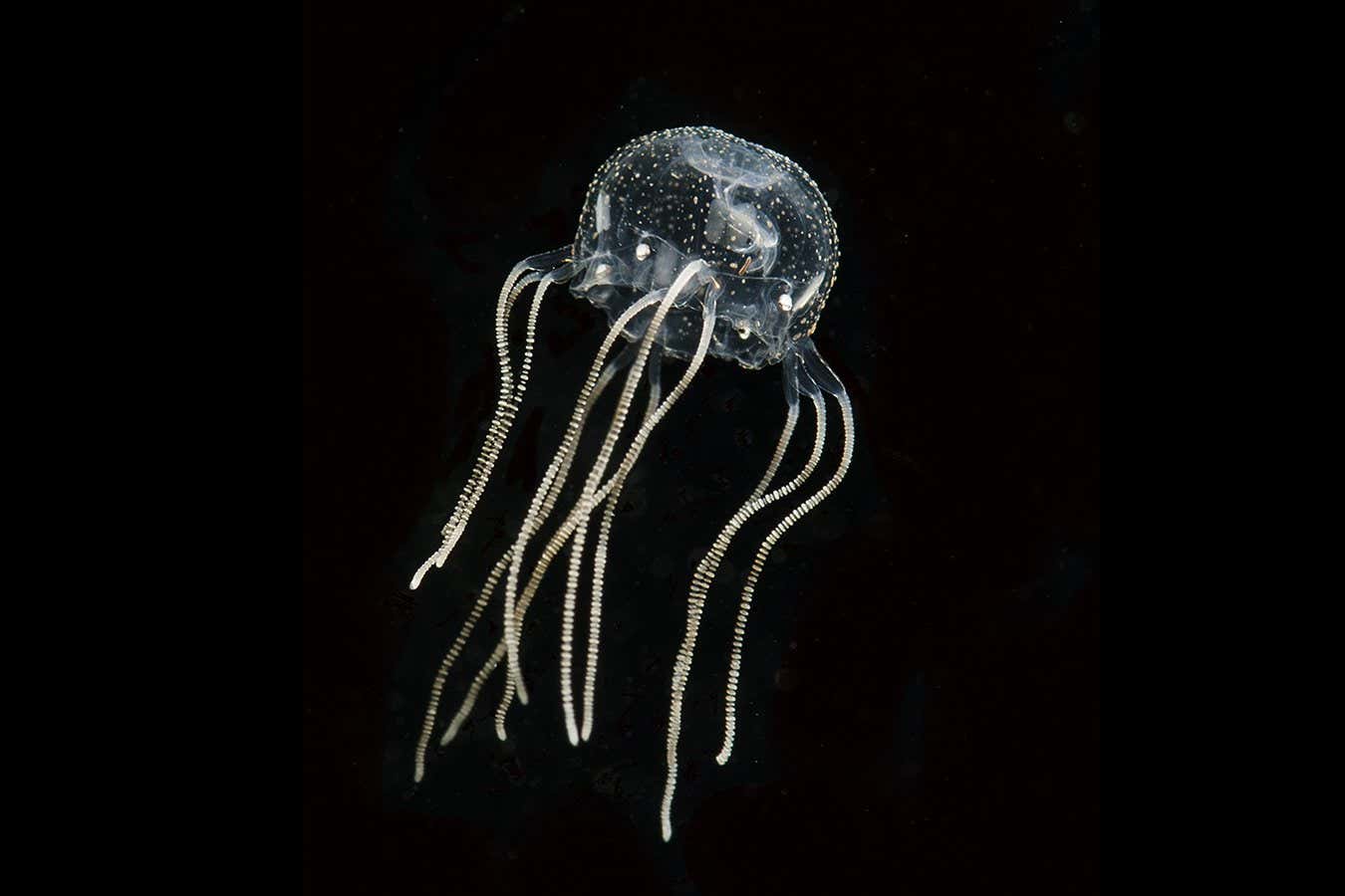 box jellyfish